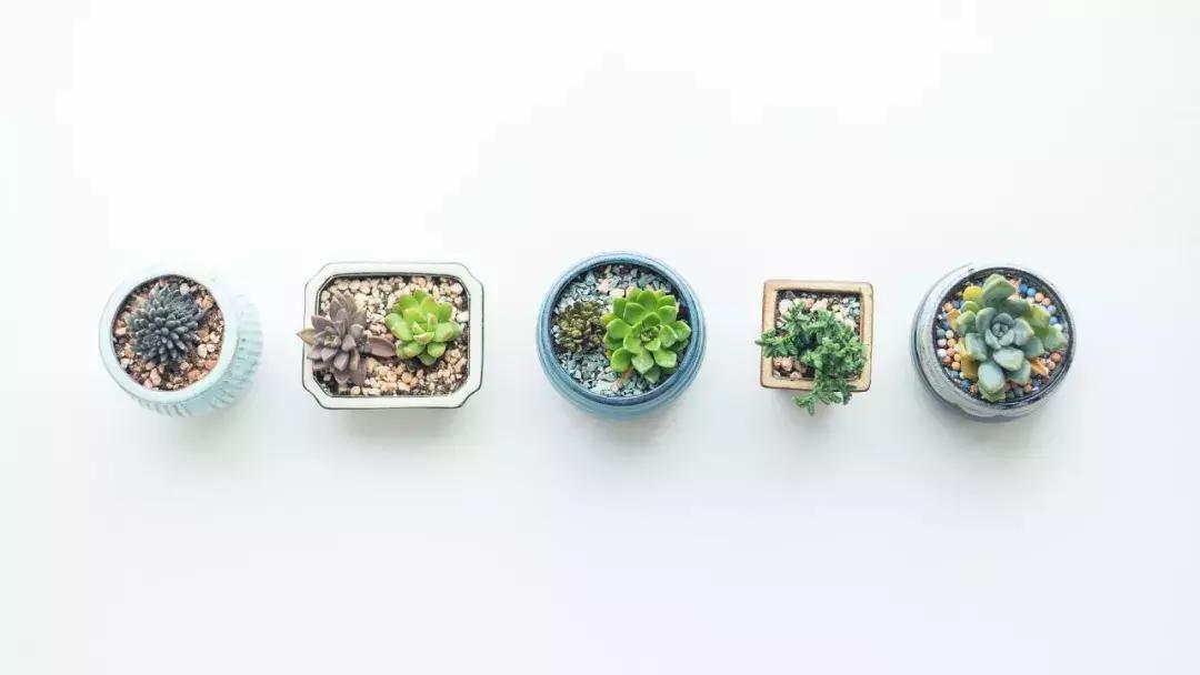 年轻人为什么喜欢养多肉,为什么新手小白养不好多肉