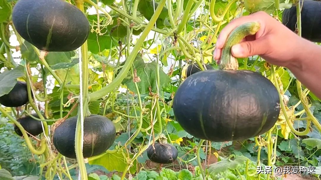 怎么才能种植又大又甜的巨型南瓜,自己家栽培的南瓜绝对好吃无公害