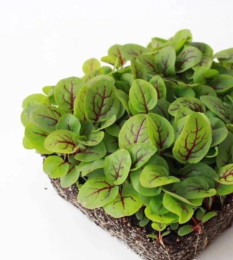 观花草本植物推荐,最具观赏性的观叶植物