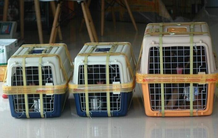 托运宠物需要办理哪些手续？这里有一套详细的宠物托运攻略