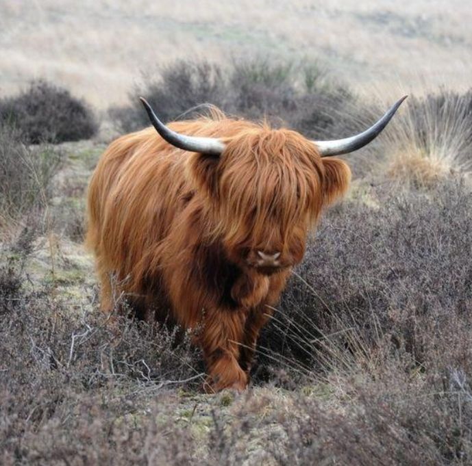 牛宝宝可爱样子,牛宝宝长的很可爱