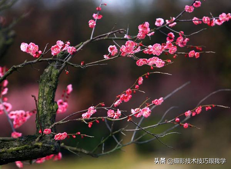 拍梅花怎么拍照片出高级感,拍梅花照片的技巧与方法