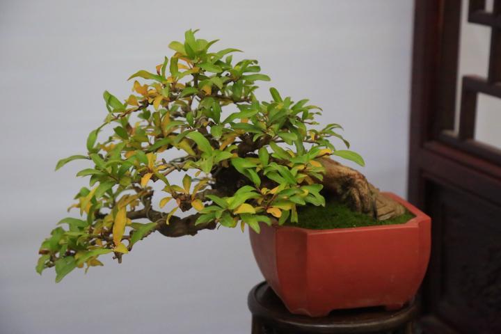 雀梅高压生根盆景制作方法,现在天气高压树桩盆景会不会生根