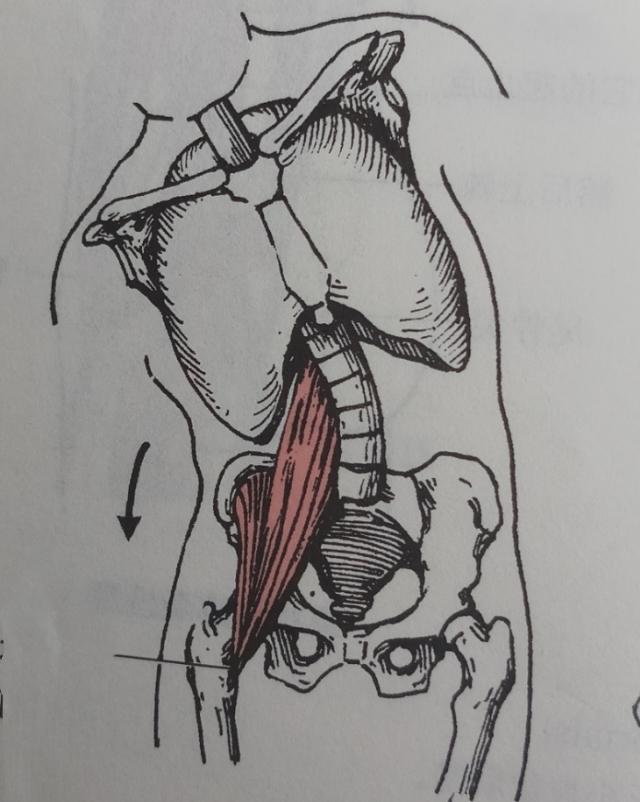 锻炼髂腰肌最有效方法图解,不懂健身动作练到的肌肉