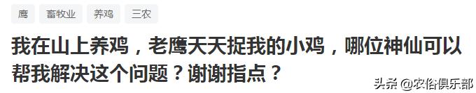 鸡老是被老鹰叼走有什么办法,山里散养鸡怎么预防黄鼠狼和老鹰