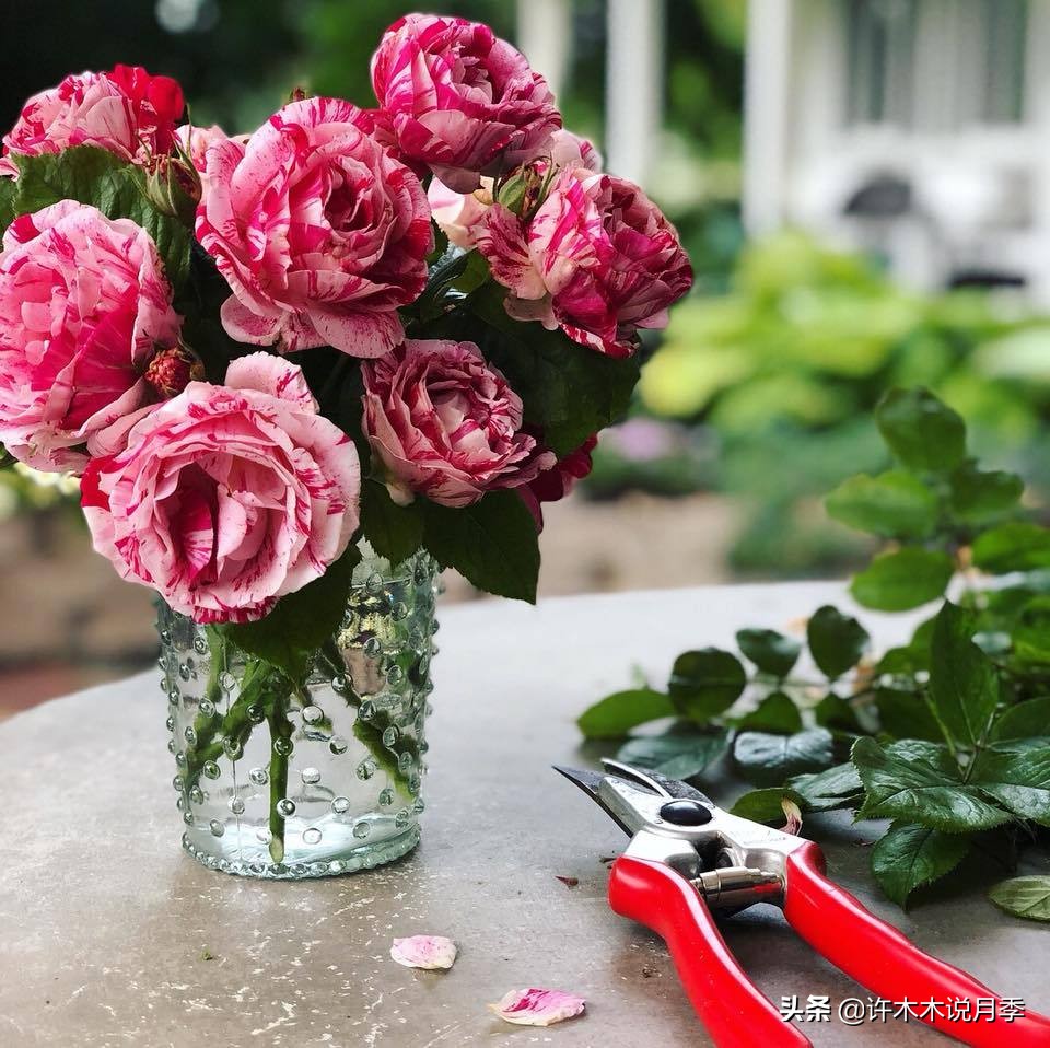 月季为什么不开花和品种有关系吗,买回来的月季不长花骨朵怎么办