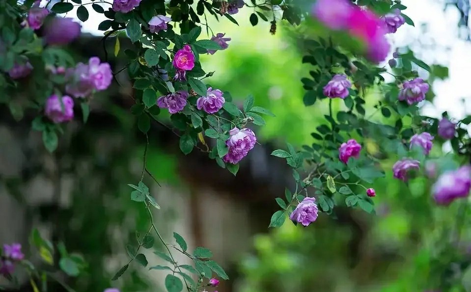 信手辞春，浅夏茵茵，时光清浅，许你安然