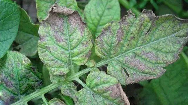 马铃薯这几种病害你都会认吗?认清了以后教你怎么治!(二)