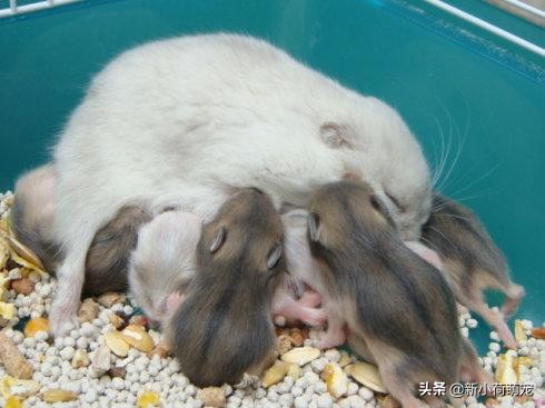 仓鼠肚子底下为什么都是鲜红色?主人惊惶失色,扒开却直呼赚大了