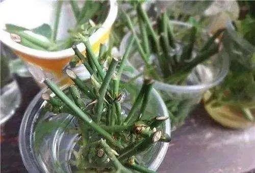 生根剂不用花钱买教你在家自己做,不用花钱在家可做万能生根剂