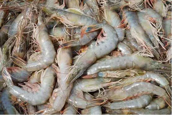 宁波一渔民整理海鲜大全,宁波最全的海鲜