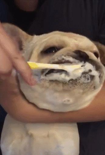 法斗体臭最好的解决方法,假如你家里面有脏东西你会怎么办