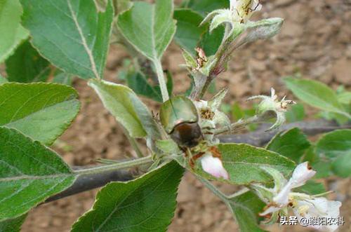 果树地下害虫怎么防治,果树害虫叶蝉如何防治