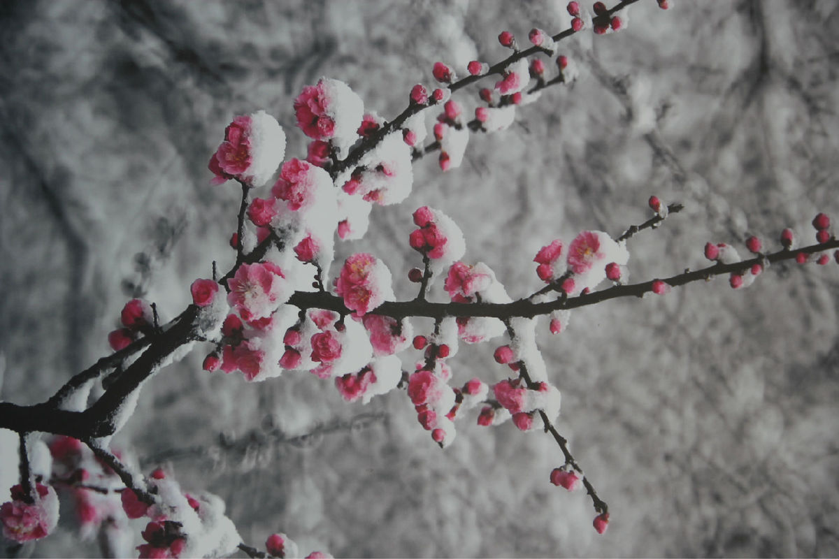 盘点史上最全中国各城市市花,中国各个地方的市花
