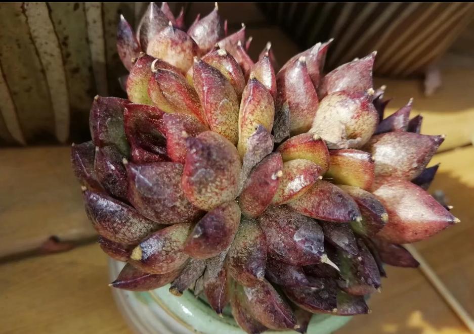 多肉养出状态来有多美？这102种多肉控养上色之后美呆了