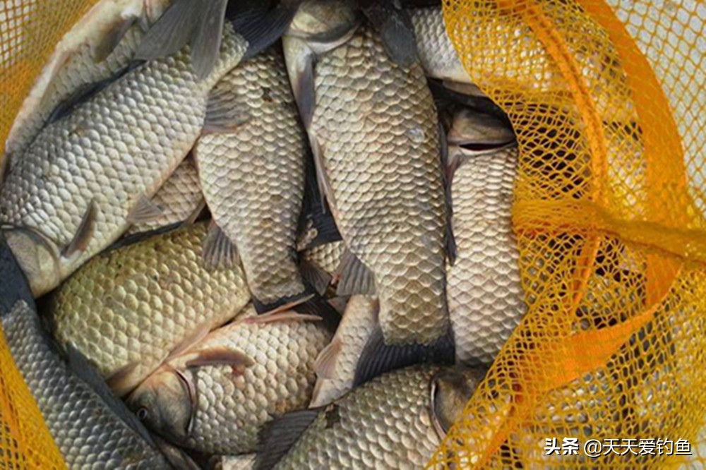 冬天钓鲫鱼自己制作窝料方法,立冬野钓大鲫鱼的诀窍