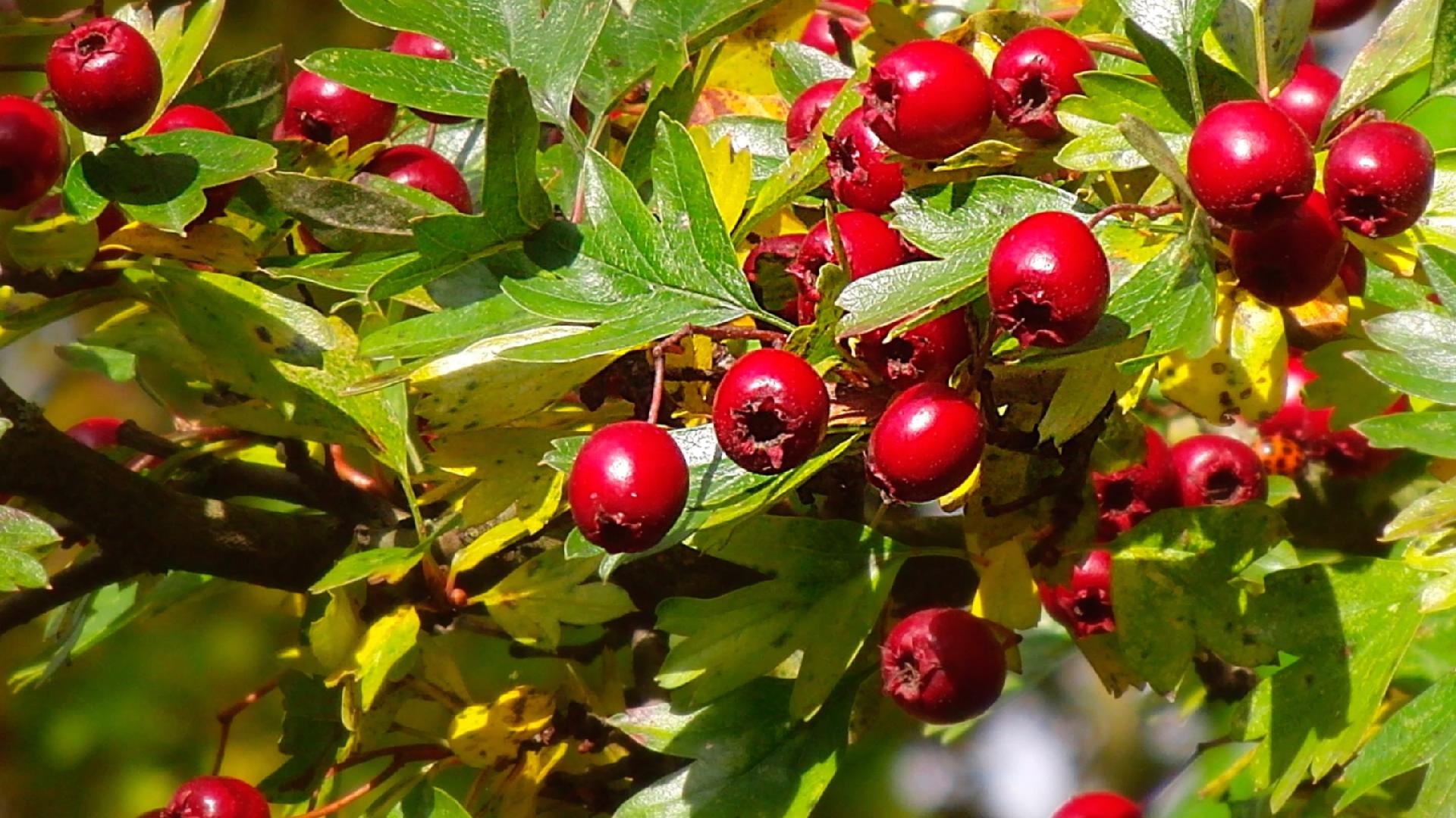 秋季时令水果的好处和注意事项,秋天哪些应季水果吃了对身体好