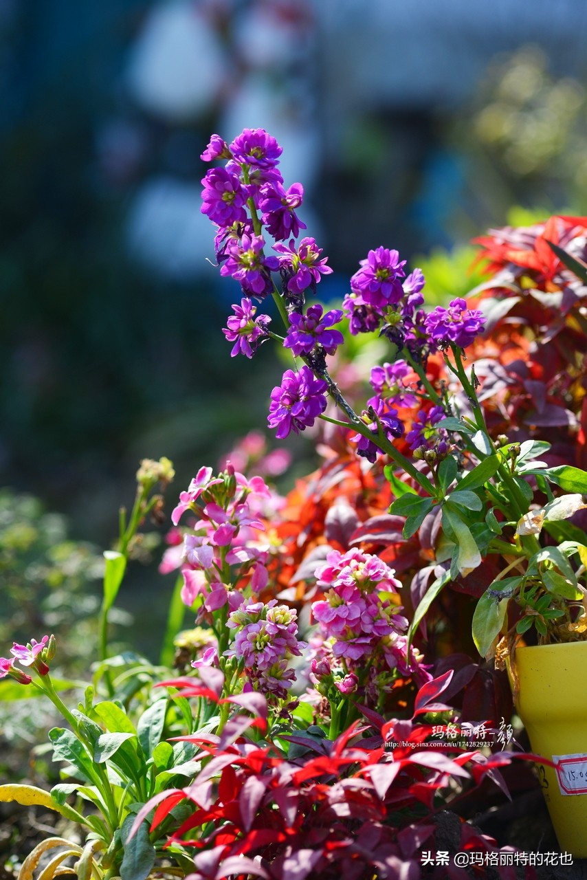 花园里四季常青的树,花园里四季都绿的植物