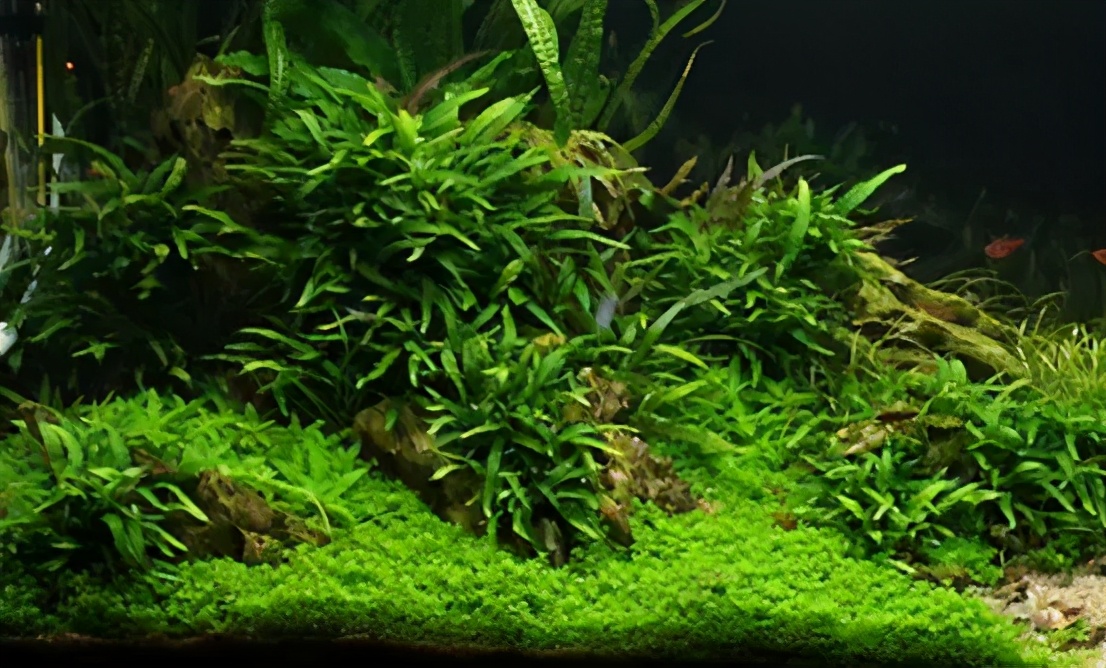 三角形构图水族造景,水族造景构图黄金比例