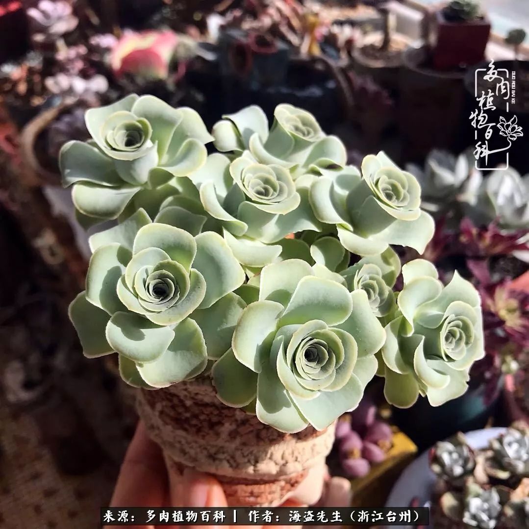 多肉玫瑰怎么才能出状态,多肉山地玫瑰唤醒方法