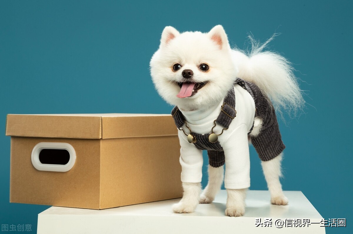 适合单身女生养的萌宠