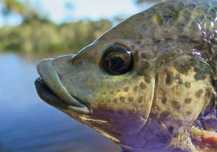 六角恐龙宠物,宠物六角恐龙