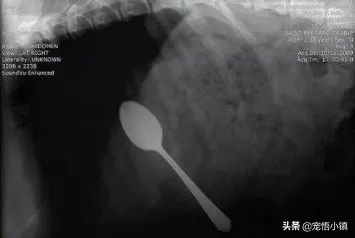 狗狗吞食异物怎么办啊,狗狗上呼吸道感染症状