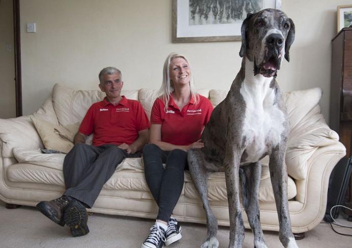 6大狗狗是狗界中的长腿欧巴,狗界中最败家的6大狗狗