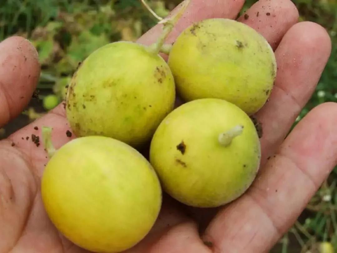 十种动植物名称及特征,动植物植物知识科普大全