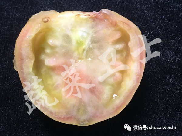 番茄果实畸形,西红柿花叶病毒对果实影响