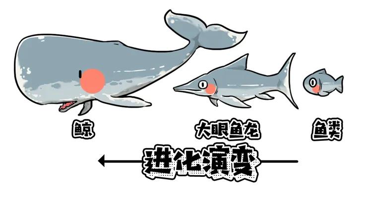 为什么要捕杀鲸鱼?日本人:不是为了吃,这是传统文化