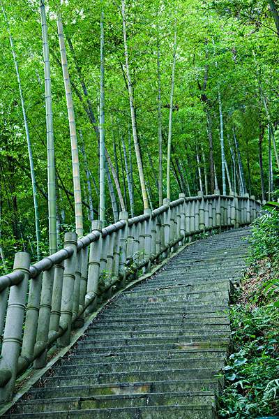 茶园和竹海生在一起会是什么样的美景？重庆永川茶山竹海给你答案