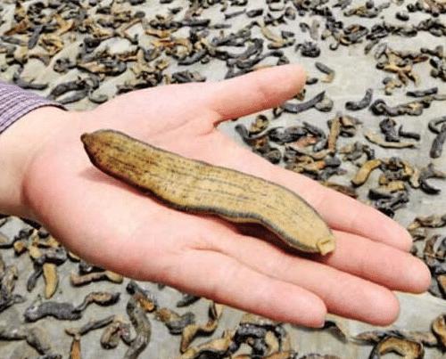 蚂蟥的生命力和繁殖能力是超强的,蚂蟥能不能在体内繁殖