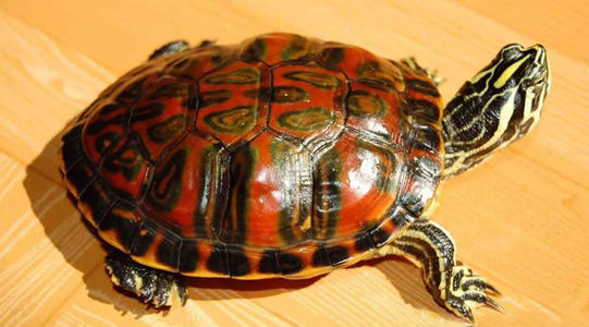 龟消除水肿的最快方法,石金钱龟水肿怎么办