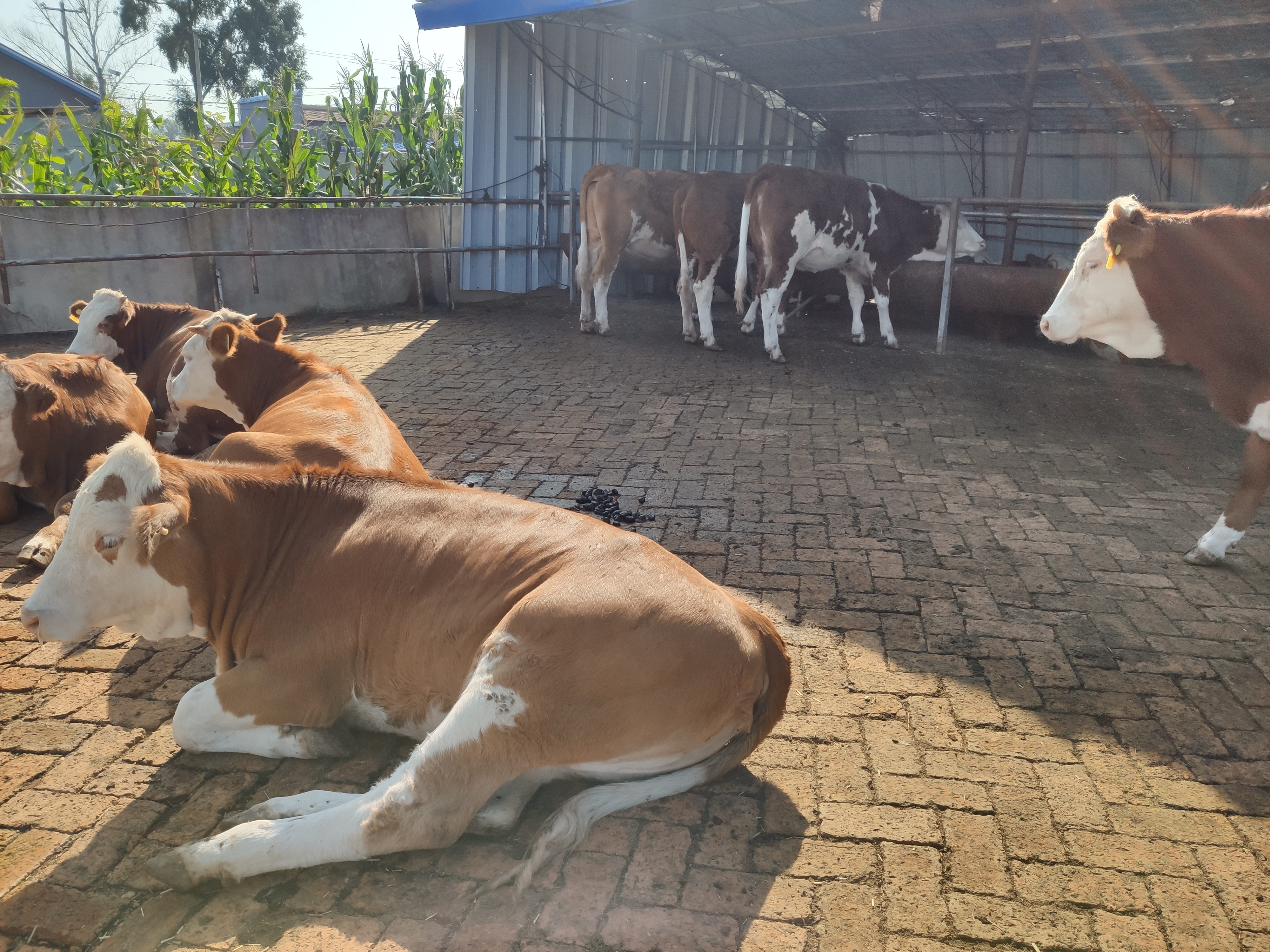 现在农村养牛前景怎样,现在养牛的发展现状是什么