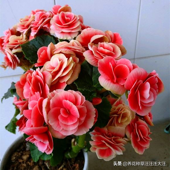 丽格海棠怎么养长得高开花多,丽格海棠开的花越来越小