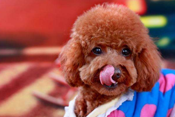 母泰迪比较乖的表现是什么,你家泰迪有这6个表现