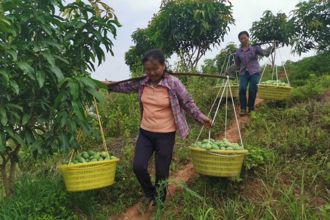 疫情严重果农沙糖桔卖不出去,疫情防控造成红薯滞销