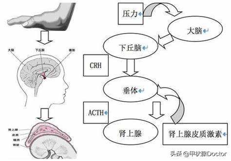 增加优甲乐剂量tsh反而高了,tsh正常了要不要吃优甲乐
