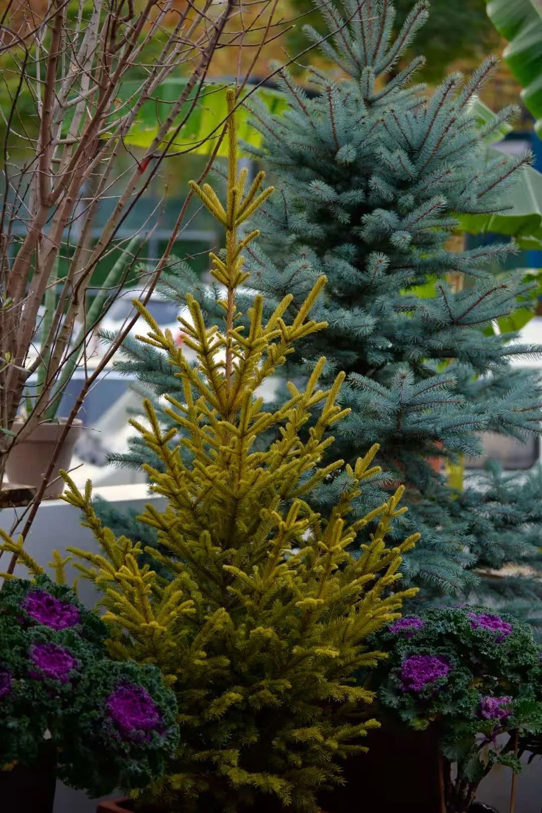 挪威云杉夏天怎么养,挪威云杉温和净肤