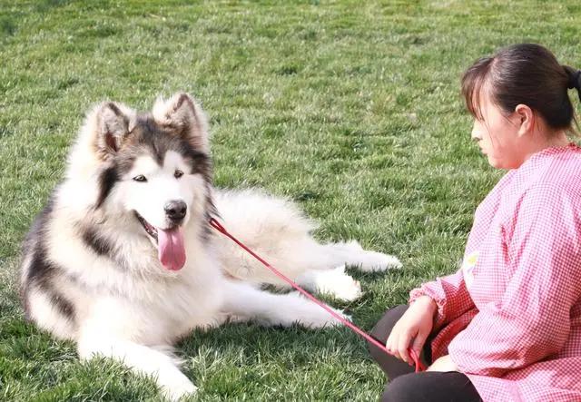 长毛阿拉斯加怎么训练,长毛阿拉斯加