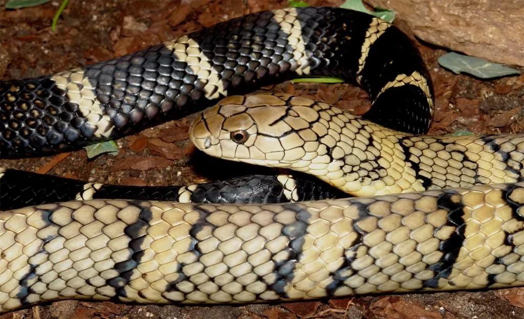 陆栖毒蛇毒性排行,毒蛇毒性分类