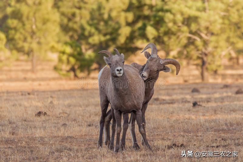 母羊受孕有什么特点,母羊的生殖特点与过程