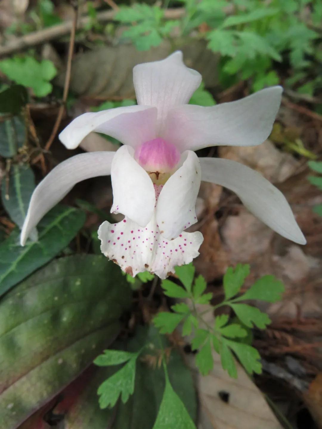 全国林草生物多样性保护成就展,林业生物多样性保护