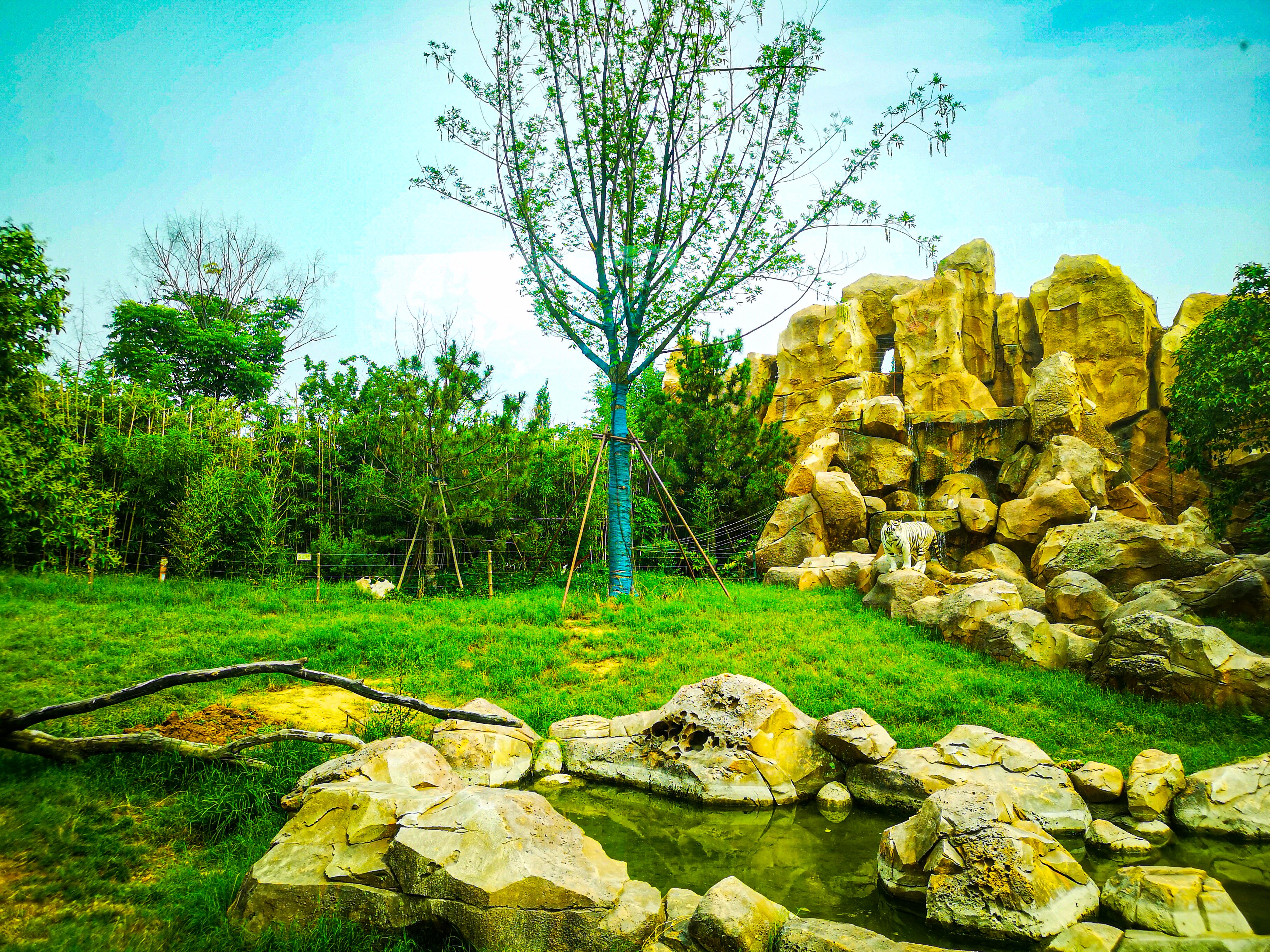 暑期郑州银基动物王国旅游,郑州市区怎么去银基动物王国