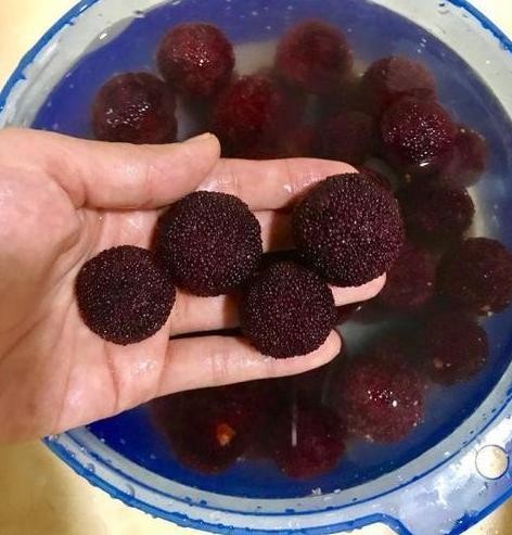 洗杨梅用面粉还是用盐,盐水泡杨梅虫子为什么会爬出来