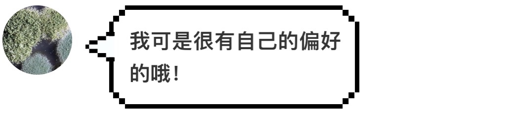 汉堡王又碰瓷麦当劳了，这次用的是发霉的汉堡