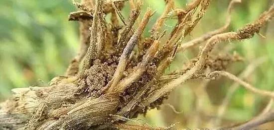 虫害快速灭除,如何无公害消灭地下害虫