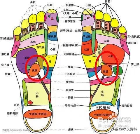 脚底是人体全身器官的反射区,脚底代表着人体的哪些器官
