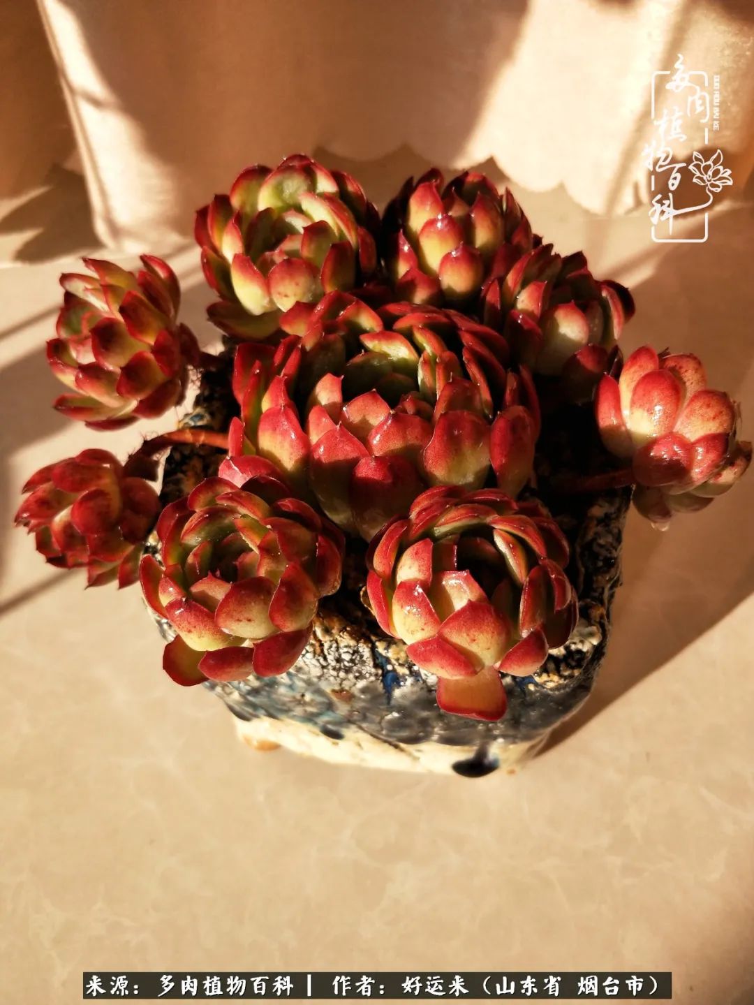 这世上怎么会有那么可爱的小可爱,这世上怎么有这么可爱的小生物